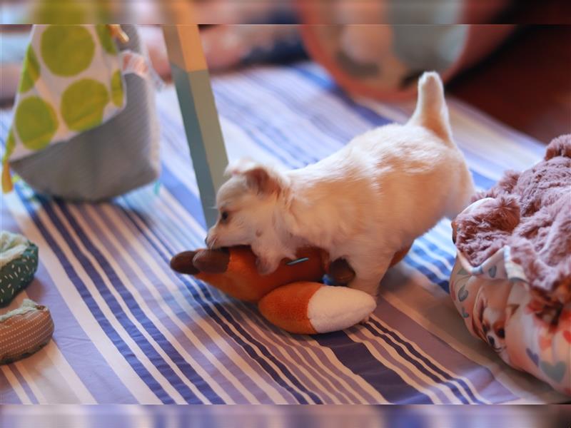 Langhaar Creme Chihuahua Rüde mit Ahnentafel