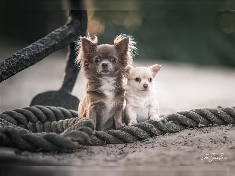 Langhaar Creme Chihuahua Rüde mit Ahnentafel