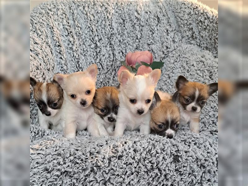 Zauberhafte Valentinstags-Langhaar-Chihuahua-Welpen