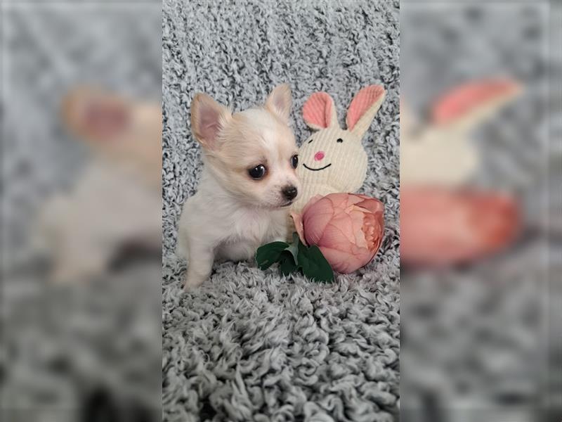 Zauberhafte Valentinstags-Langhaar-Chihuahua-Welpen