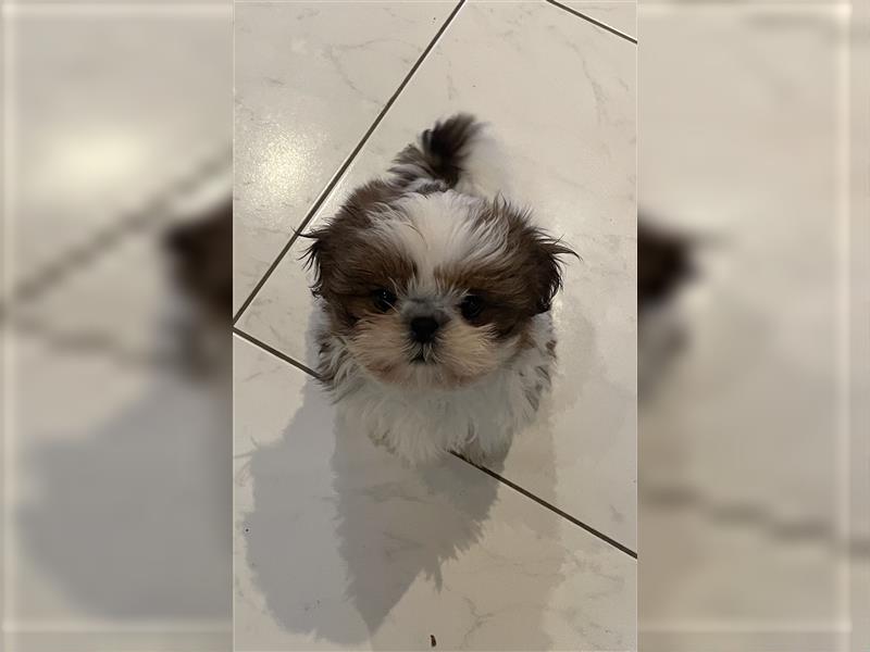 Shih Tzu Wurf