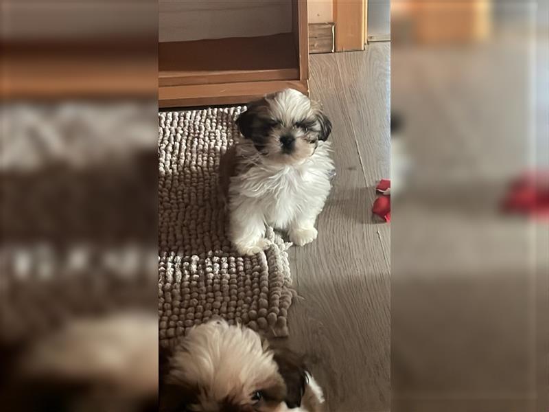 Shih Tzu Wurf