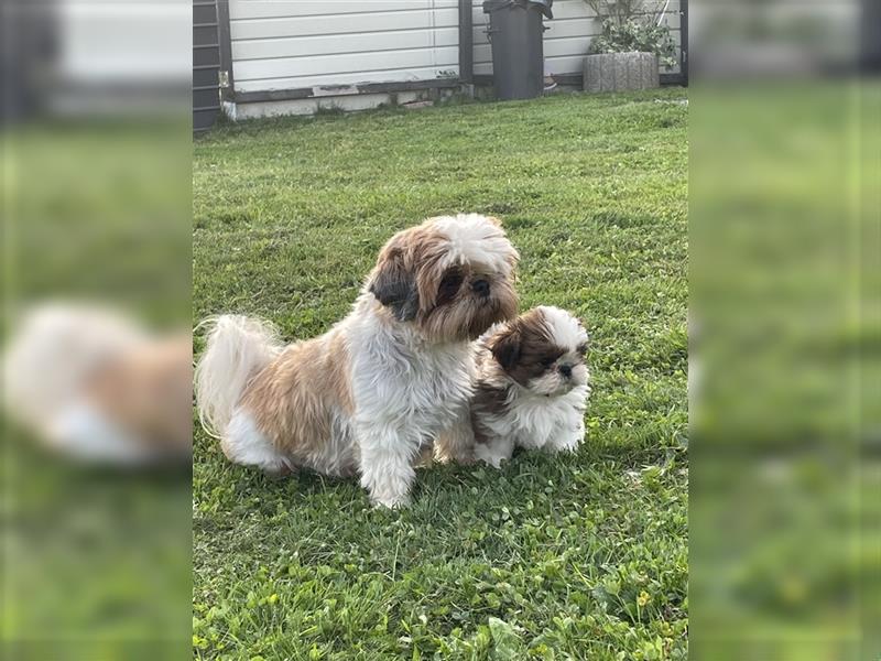 Shih Tzu Wurf