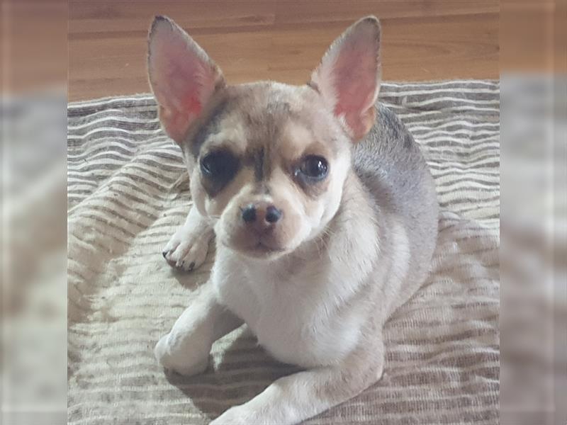 Chihuahua Babys in kurzhaar dürfen nun ausziehen