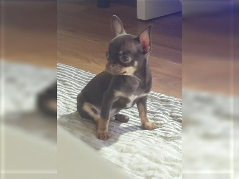 Chihuahua Babys in kurzhaar dürfen nun ausziehen