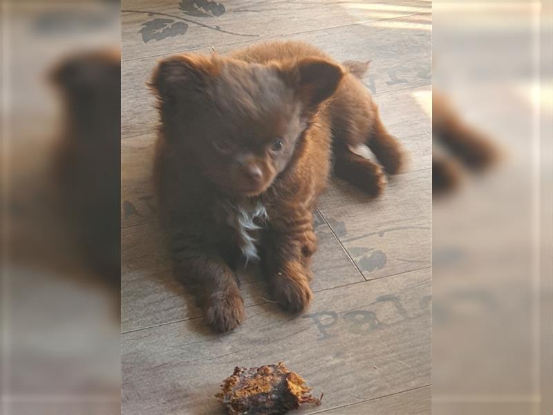 Chihuahua langhaar Welpen aus Top Aufzucht schoko und Black