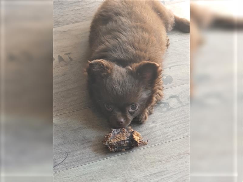 Chihuahua langhaar Welpen aus Top Aufzucht schoko und Black