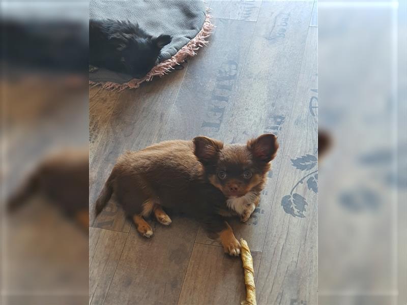 Erstklassige Langhaar Chihuahua Welpen aus bester Aufzucht