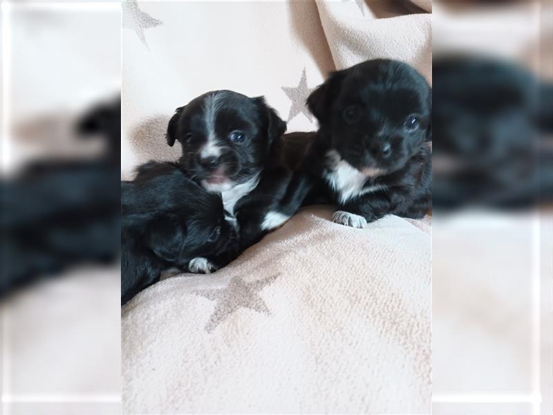 Zwei Chihuahua Buben suchen ihre Menschen