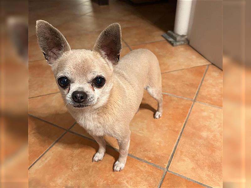 süßer Zwerg KIKO - 4 Jahre, 24cm/ 3kg - Chihuahua