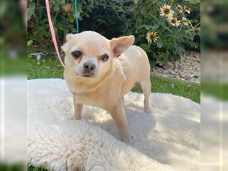 süßer Zwerg KIKO - 4 Jahre, 24cm/ 3kg - Chihuahua