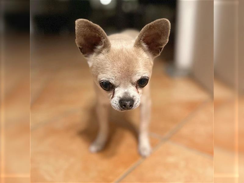 süßer Zwerg KIKO - 4 Jahre, 24cm/ 3kg - Chihuahua