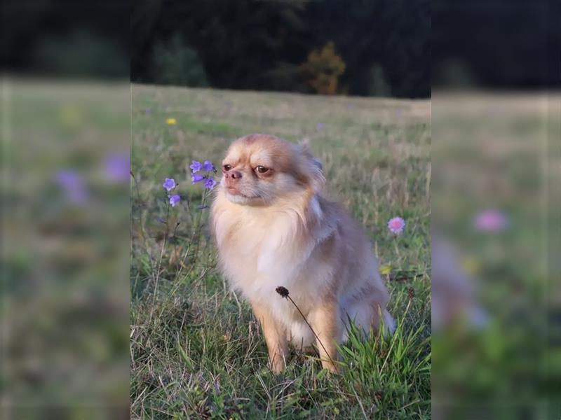 Reinrassiger Chihuahua Deckrüde Langhaar