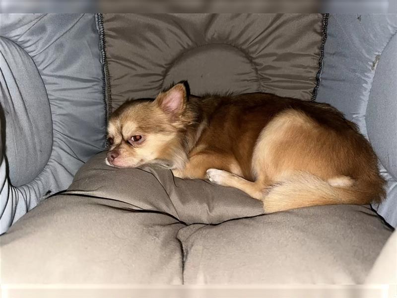 Reinrassiger Chihuahua Deckrüde Langhaar