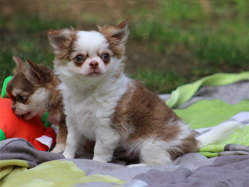 Traumhafter Chihuahua Langhaar Rüde