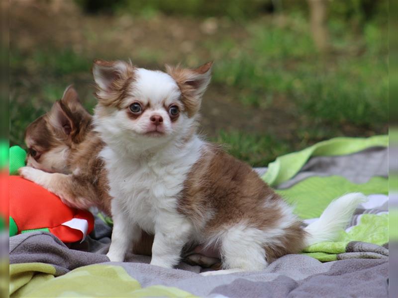 Traumhafter Chihuahua Langhaar Rüde