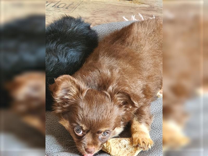 Chihuahua langhaar Welpen aus Top Aufzucht schoko und Black