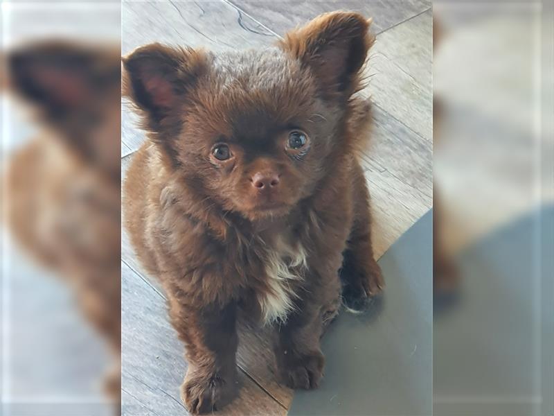 Chihuahua langhaar Welpen aus Top Aufzucht schoko und Black