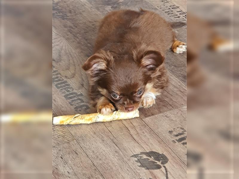 Chihuahua langhaar Welpen aus Top Aufzucht schoko und Black