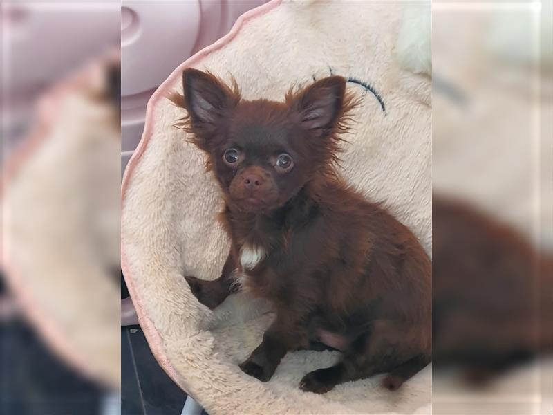 Super schöner Dark Schoko langhaar Chihuahua Rüde aus bester Aufzucht