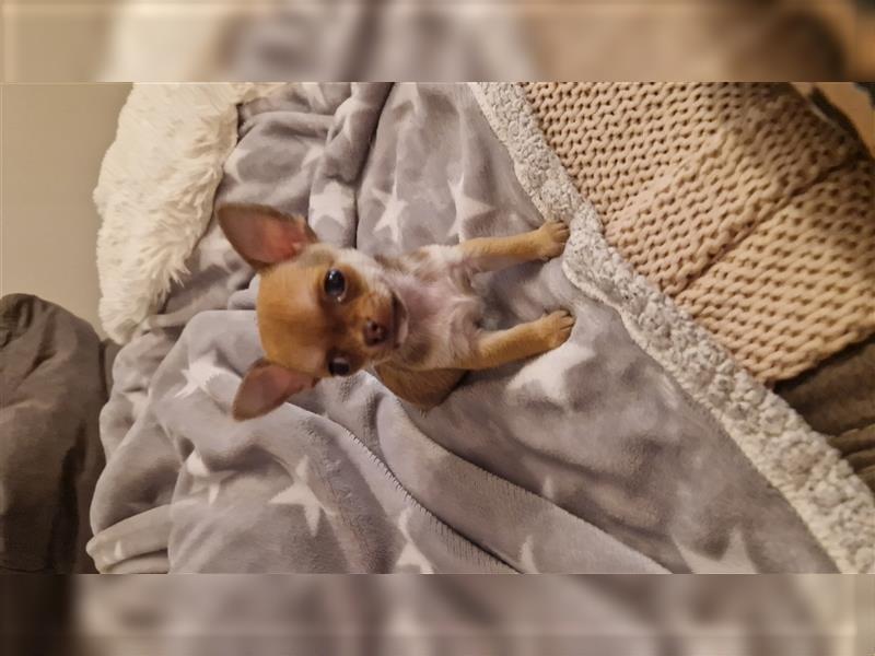 Chihuahua Welpe Rüden Kurzhaar mit Vdh Papieren