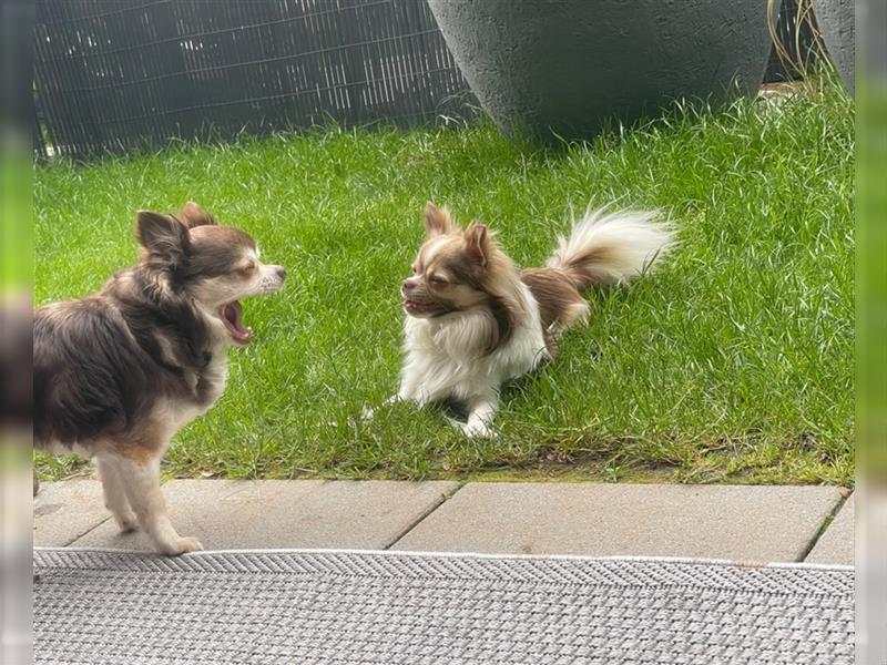 Chihuahua Deckrüde in SchokoFawnSchecke