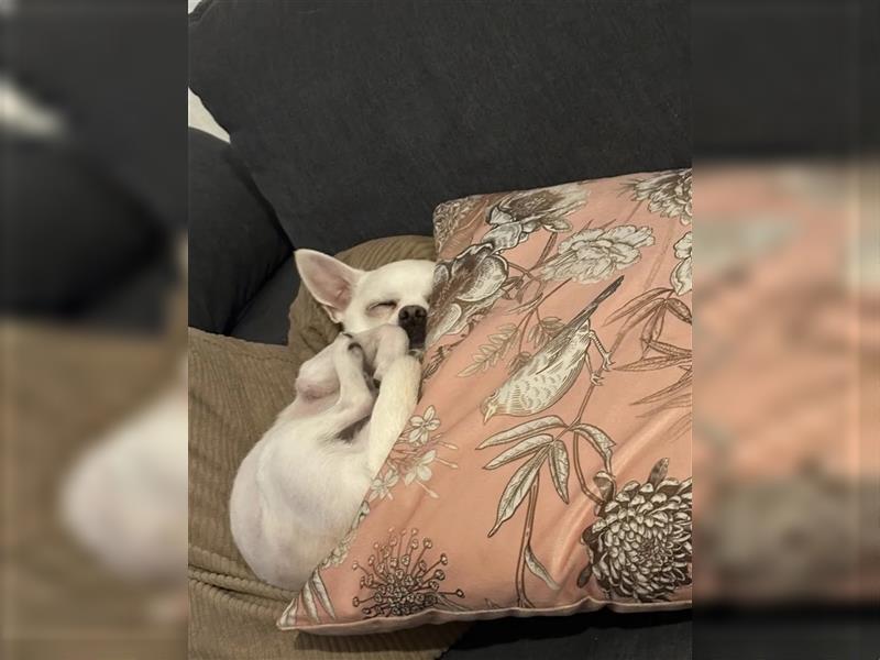 Reinrassiger Chihuahua Deckrüde Kurzhaar