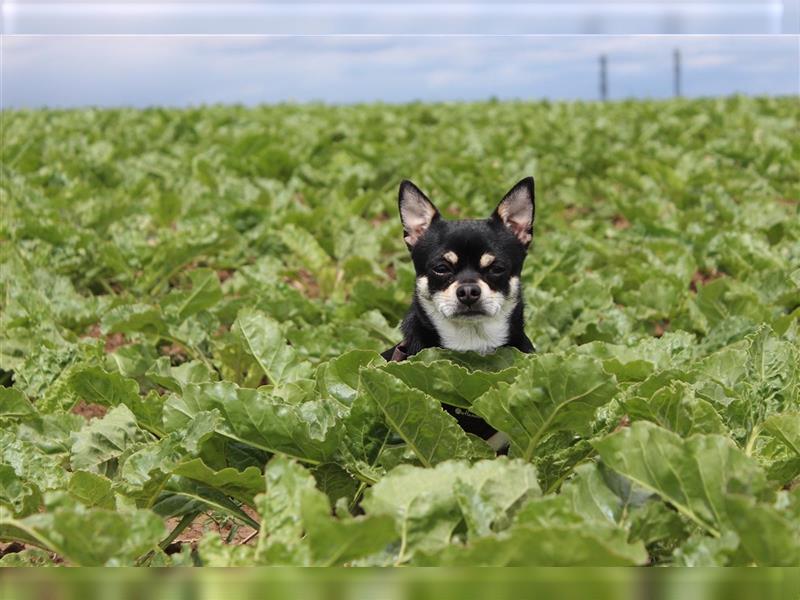 Chihuahua in liebevolle Hönde abzugeben