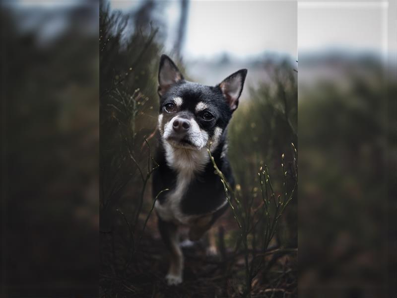 Chihuahua in liebevolle Hönde abzugeben