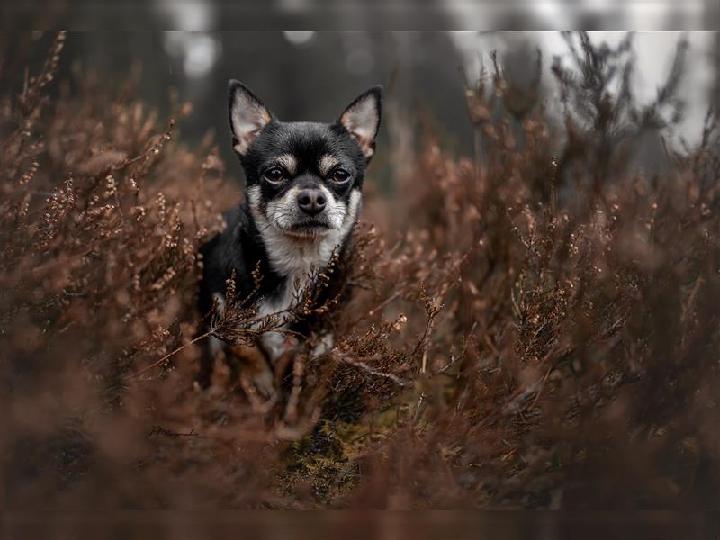 Chihuahua in liebevolle Hönde abzugeben