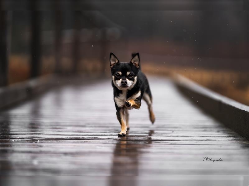 Chihuahua in liebevolle Hönde abzugeben