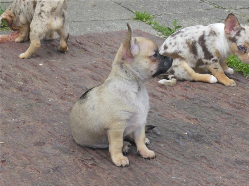 Liebe Chihuahuawelpen in Kurzhaar