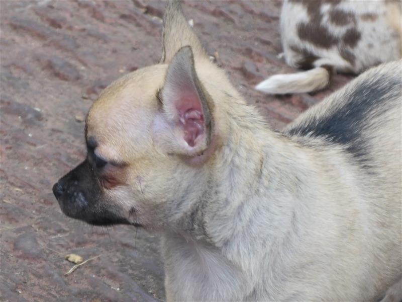 Liebe Chihuahuawelpen in Kurzhaar