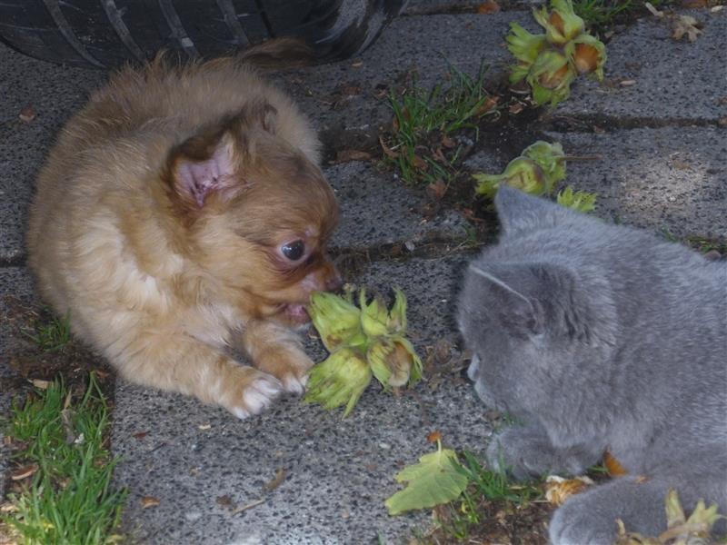 Liebe Chihuahuawelpen in Kurzhaar