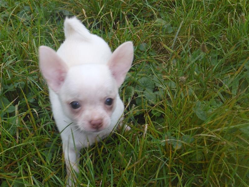 Liebe Chihuahuawelpen in Kurzhaar