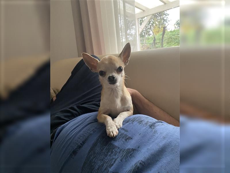 Mini Chihuahua Deckrüde