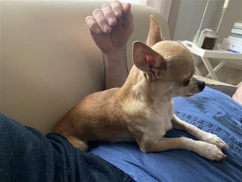 Mini Chihuahua Deckrüde