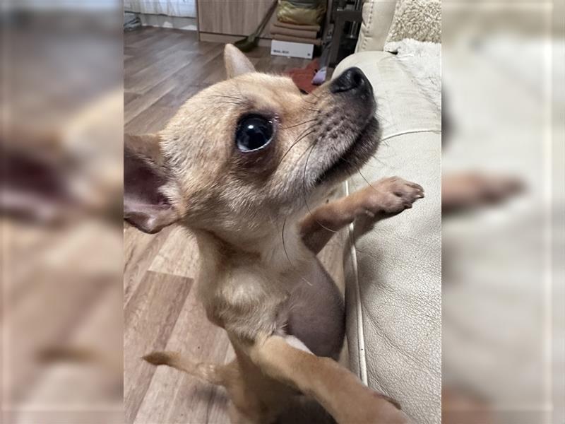 Chihuahua Kurzhaar Rüde hellbraun