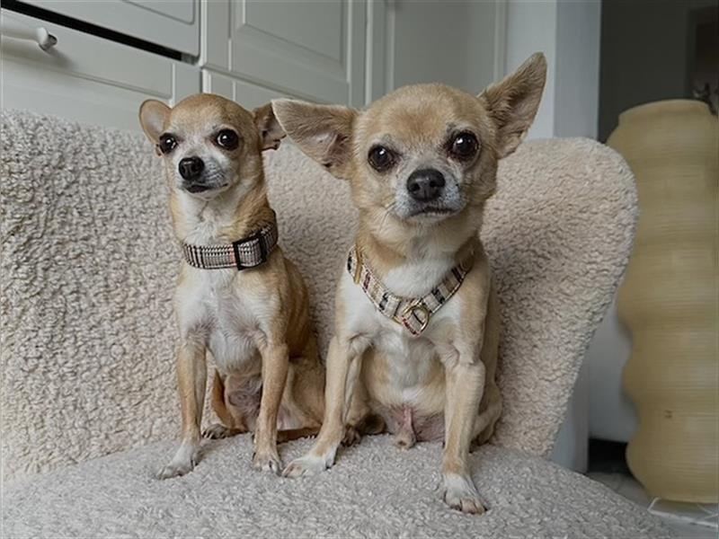 Lennox & Moe, liebenswerte Chihuahuarüden, ca. 12 & 7 Jahre *in 80687 München*