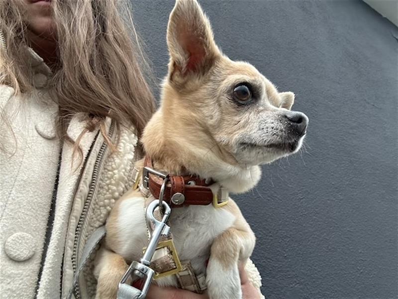 Lennox & Moe, liebenswerte Chihuahuarüden, ca. 12 & 7 Jahre *in 80687 München*