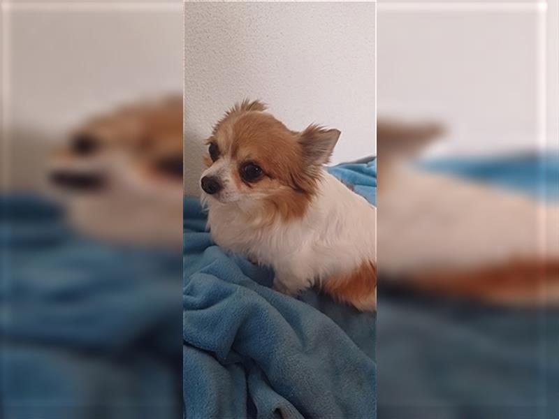 Wunderschöne Chihuahua Rüden suchen liebevolles Zuhause