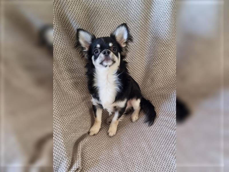 Liebevoller Chihuahua Rüde, 7 Monate mit Ahnentafel