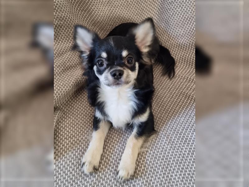 Liebevoller Chihuahua Rüde, 7 Monate mit Ahnentafel