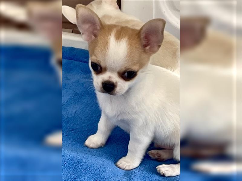 Chihuahua Welpen mit Ahnentafel