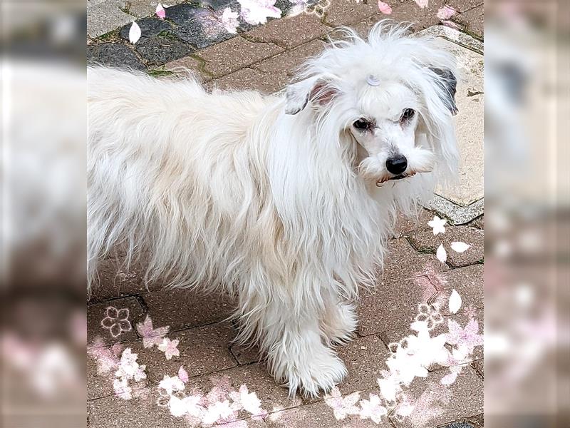 Chinese Crested, Powder Puff, Hündin, 16 Monate