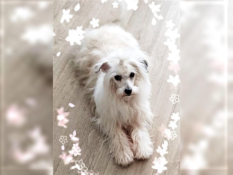 Chinese Crested, Powder Puff, Hündin, 16 Monate