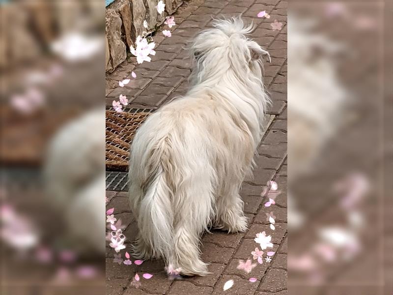 Chinese Crested, Powder Puff, Hündin, 16 Monate