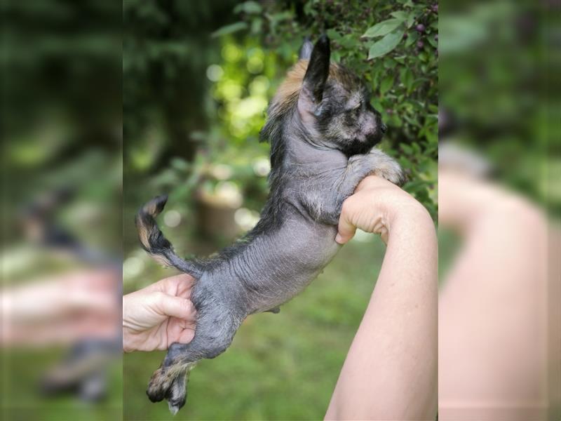 Chinese crested dog champion litter - FCI breeder