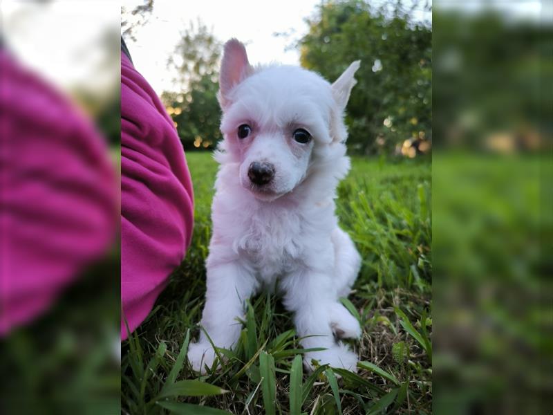 Chinese crested dog champion litter - FCI breeder