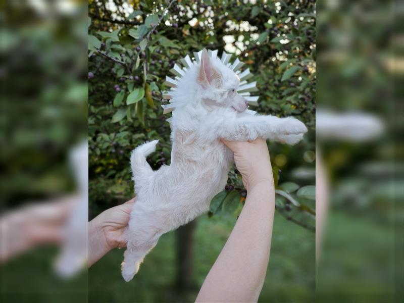 Chinese crested dog champion litter - FCI breeder